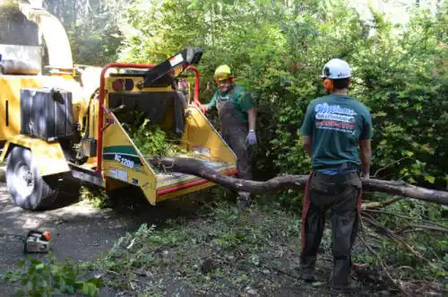 tree services South El Monte